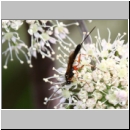 Glypta sp - Schlupfwespe w02b 10mm - OS-Hellern Wiese det06.jpg